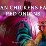 Can Chickens Eat Red Onions? (Everything To Know)