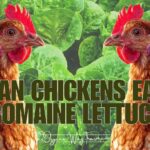 Can Chickens Eat Romaine Lettuce? (Everything To Know)