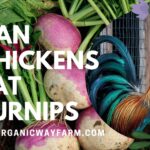 Can Chickens Eat Turnips? (Everything To Know)