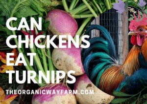 Can Chickens Eat Turnips? (Everything To Know)