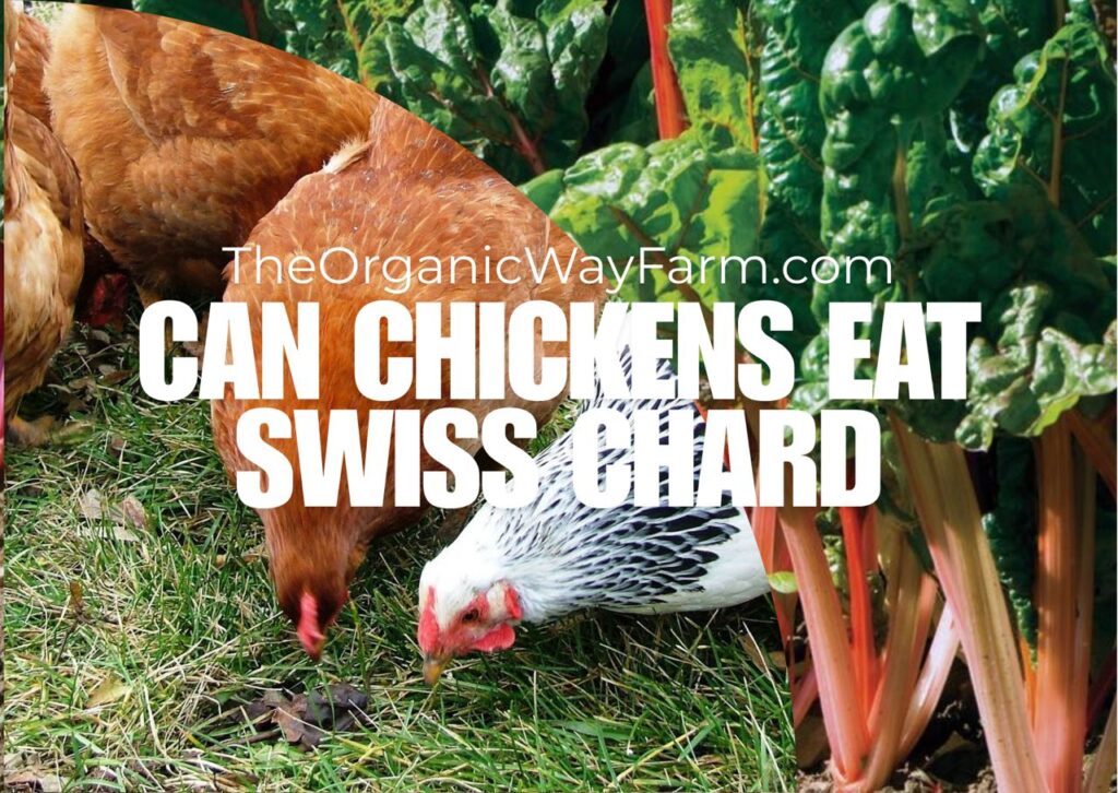 Can Chickens Eat Swiss Chard? (Everything To Know)
